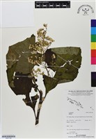 登錄號:BS07166藏品圖，第1張