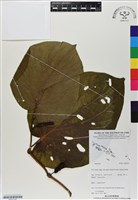 登錄號:BS07167藏品圖，第1張