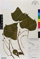 登錄號:BS07170藏品圖，第1張