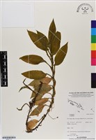 登錄號:BS07173藏品圖，第1張