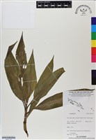 登錄號:BS07174藏品圖，第1張