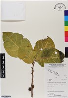 登錄號:BS07178藏品圖，第1張