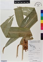 登錄號:BS07179藏品圖，第1張