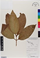 登錄號:BS07180藏品圖，第1張