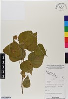 登錄號:BS07183藏品圖，第1張