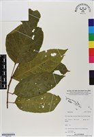 登錄號:BS07185藏品圖，第1張