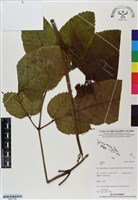 登錄號:BS07186藏品圖，第1張