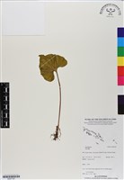 登錄號:BS07187藏品圖，第1張