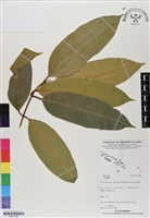 登錄號:BS07188藏品圖，第1張