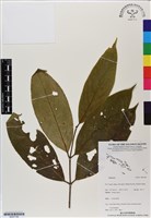 登錄號:BS07189藏品圖，第1張