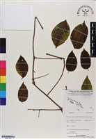 登錄號:BS07190藏品圖，第1張