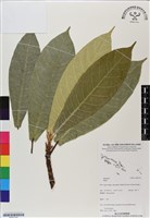 登錄號:BS07191藏品圖，第1張