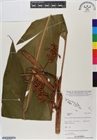 登錄號:BS07192藏品圖，第1張