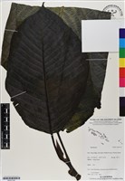 登錄號:BS07193藏品圖，第1張