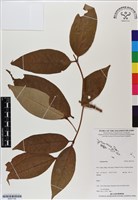 登錄號:BS07194藏品圖，第1張