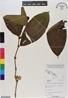 登錄號:BS07195藏品圖，第1張