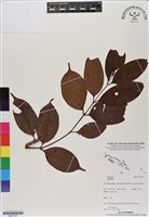 登錄號:BS07197藏品圖，第1張