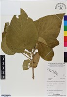 登錄號:BS07198藏品圖，第1張