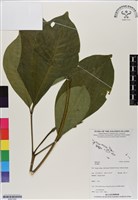 登錄號:BS07200藏品圖，第1張