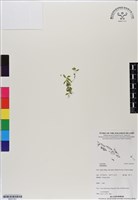 登錄號:BS07201藏品圖，第1張