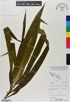 登錄號:BS07202藏品圖，第1張