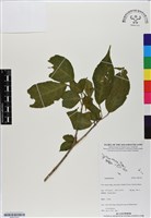 登錄號:BS07203藏品圖，第1張