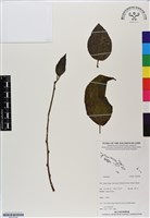 登錄號:BS07204藏品圖，第1張