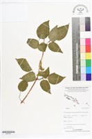 登錄號:BS07207藏品圖，第1張