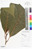 登錄號:BS07208藏品圖，第1張