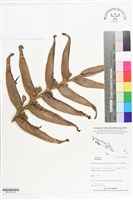 登錄號:BS07209藏品圖，第1張