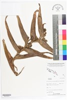 登錄號:BS07209藏品圖，第2張