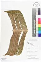 登錄號:BS07209藏品圖，第3張