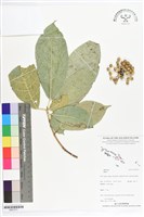 登錄號:BS07211藏品圖，第1張