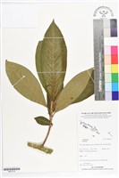 登錄號:BS07212藏品圖，第1張