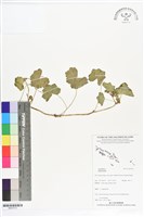 登錄號:BS07213藏品圖，第1張