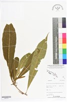 登錄號:BS07214藏品圖，第1張