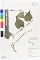 登錄號:BS07215藏品圖，第1張