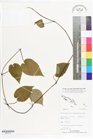 登錄號:BS07216藏品圖，第1張