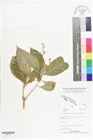 登錄號:BS07217藏品圖，第1張