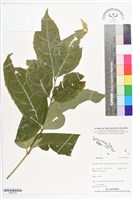 登錄號:BS07218藏品圖，第1張