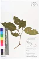 登錄號:BS07220藏品圖，第1張