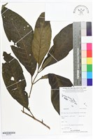 登錄號:BS07221藏品圖，第1張