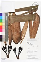 登錄號:BS07225藏品圖，第1張