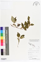 登錄號:BS07226藏品圖，第1張