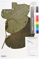 登錄號:BS07227藏品圖，第1張