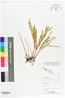 登錄號:BS07228藏品圖，第1張