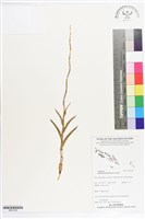 登錄號:BS07229藏品圖，第1張