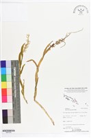 登錄號:BS07230藏品圖，第1張