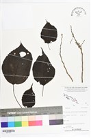 登錄號:BS07231藏品圖，第1張