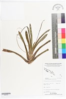 登錄號:BS07232藏品圖，第1張